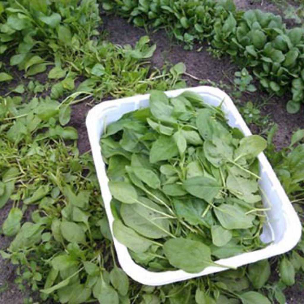 Moestuin Leyduin