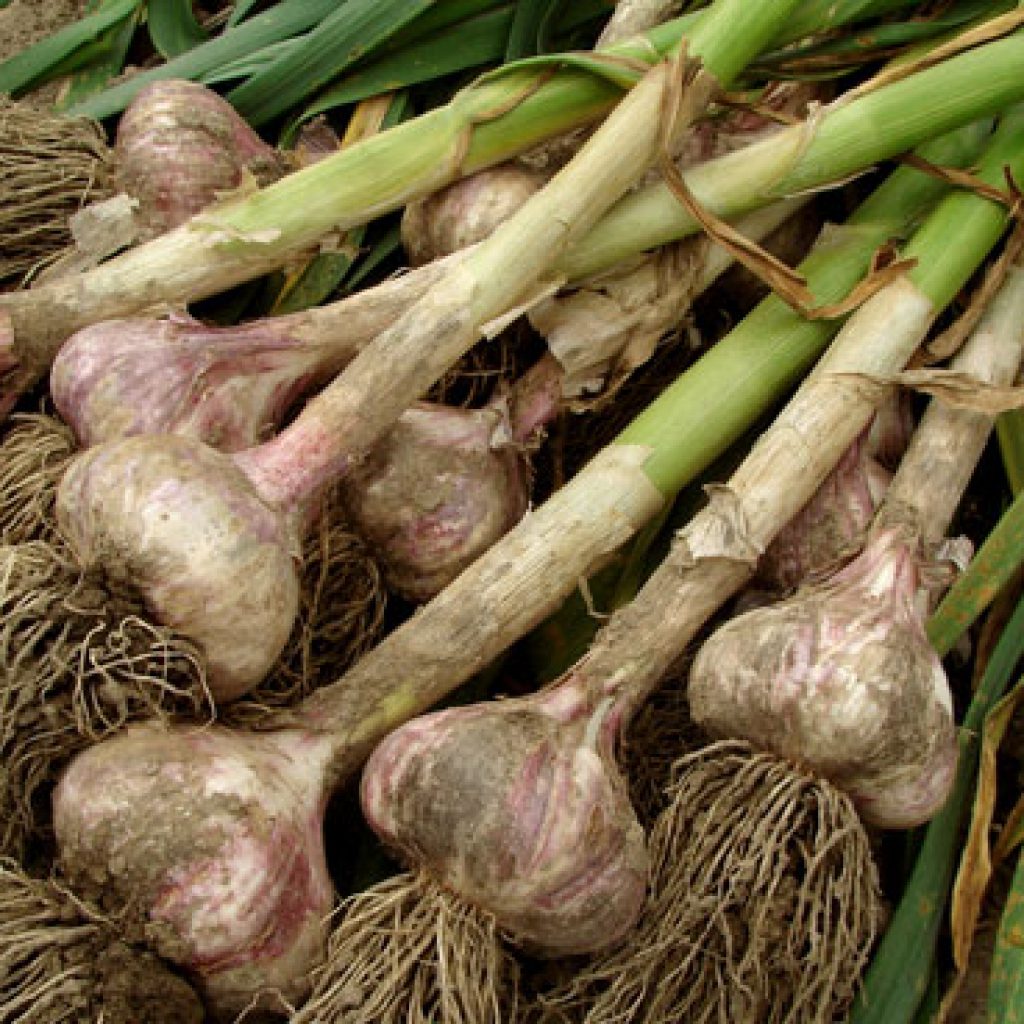 Knoflook