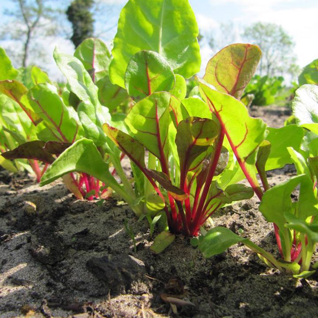 Moestuin Leyduin snijbiet