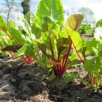 Moestuin Leyduin snijbiet