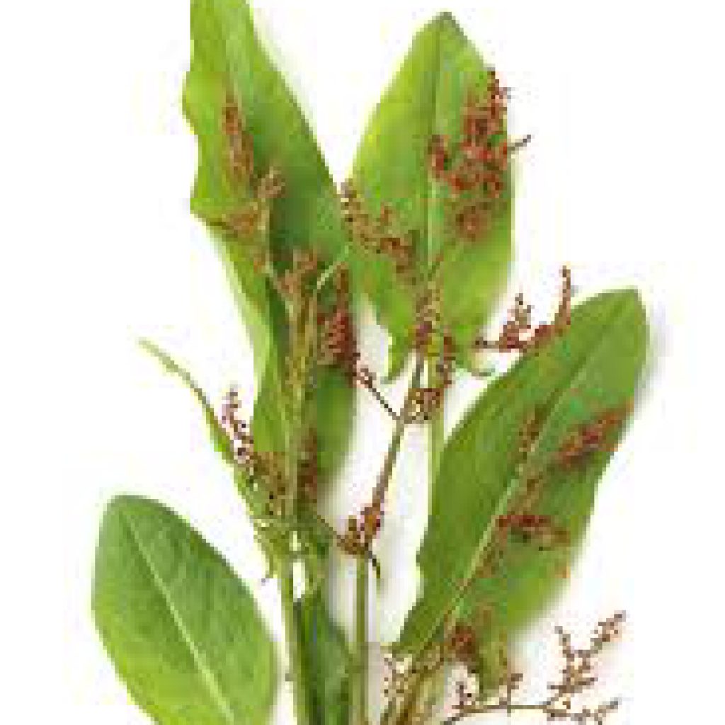 Moestuin Leyduin
