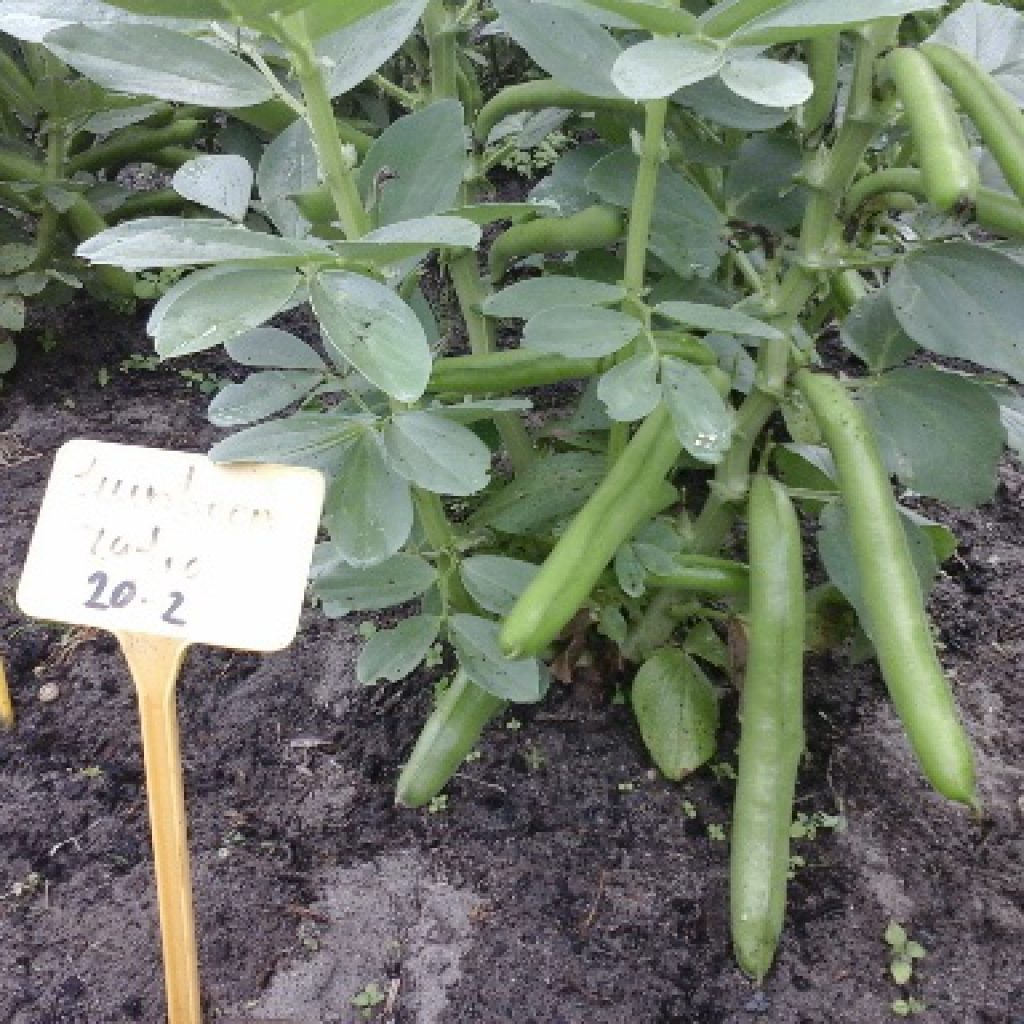 Tuinbonen