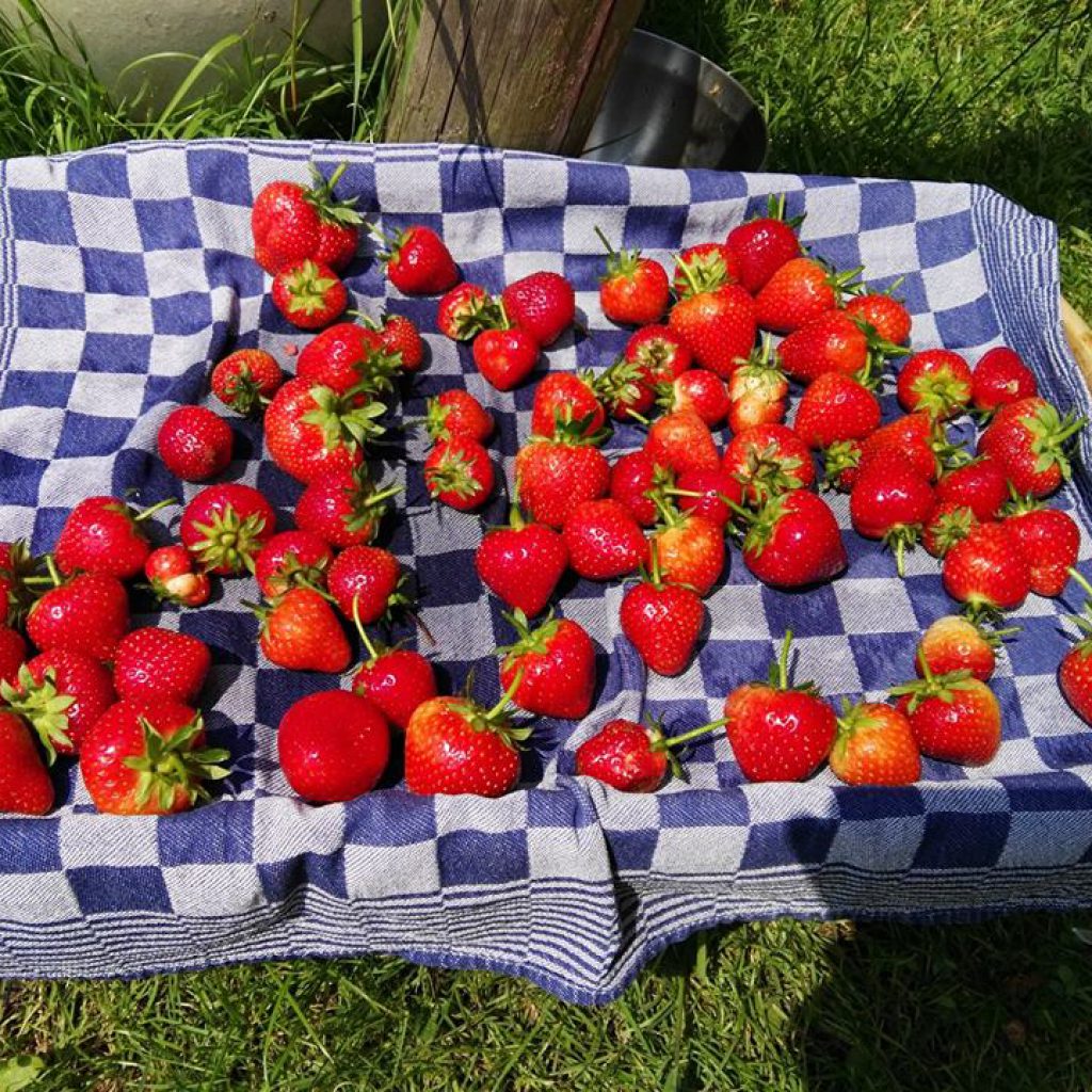 Aardbei