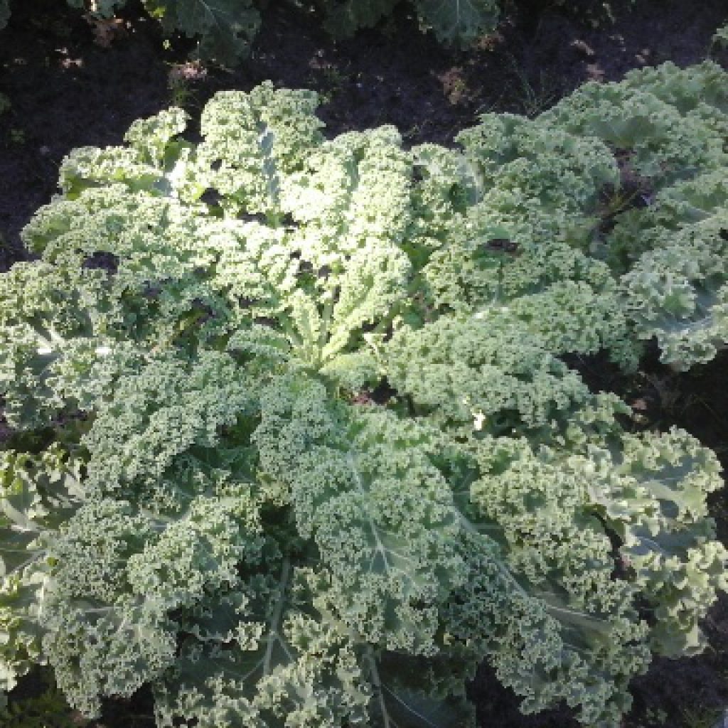Boerenkool