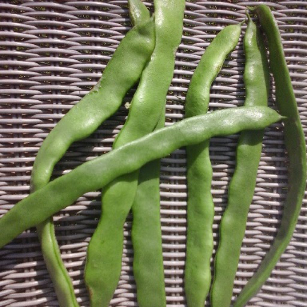 Snijboon